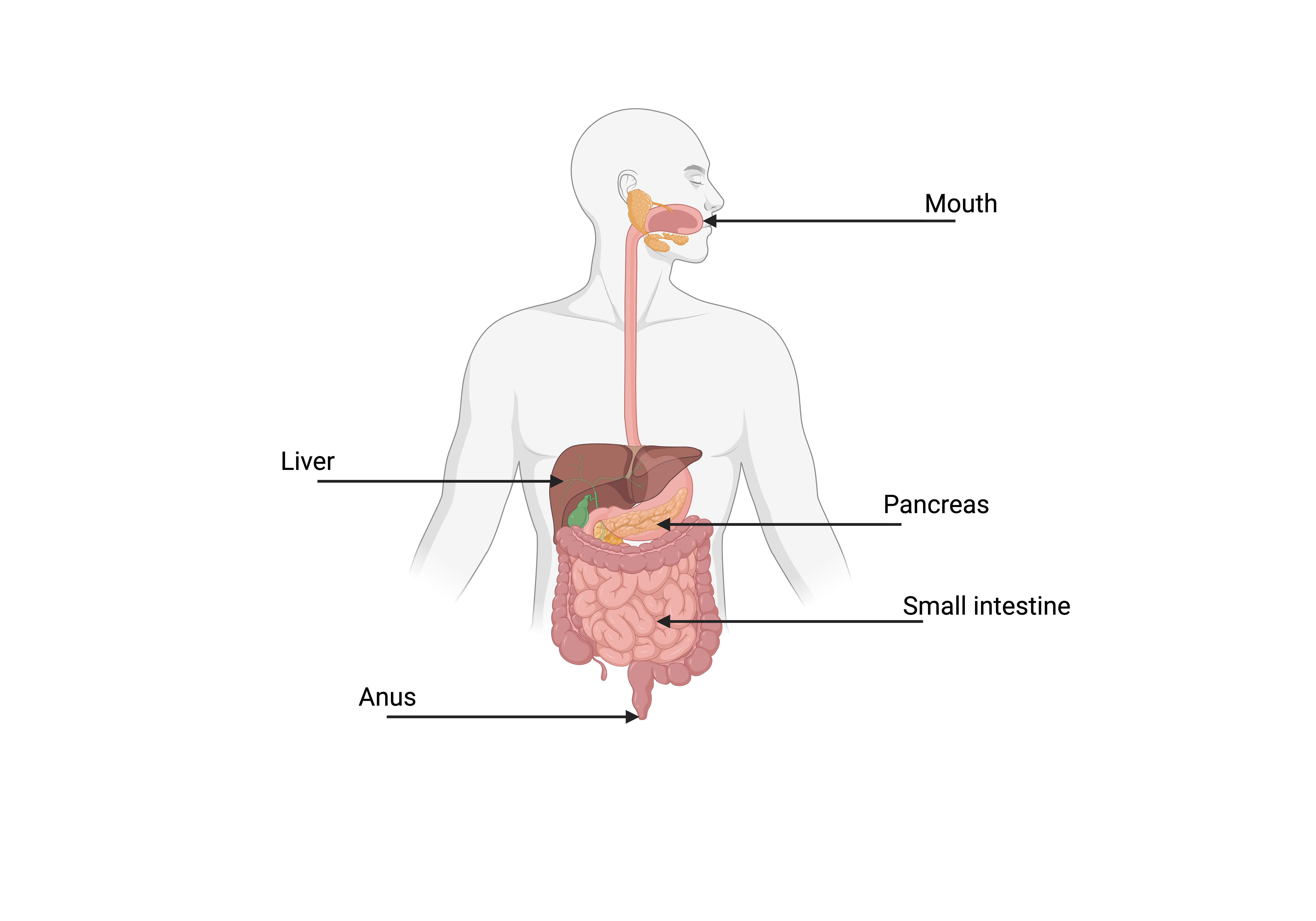 Digestive System diagram